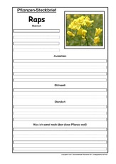 Pflanzensteckbrief-Raps.pdf